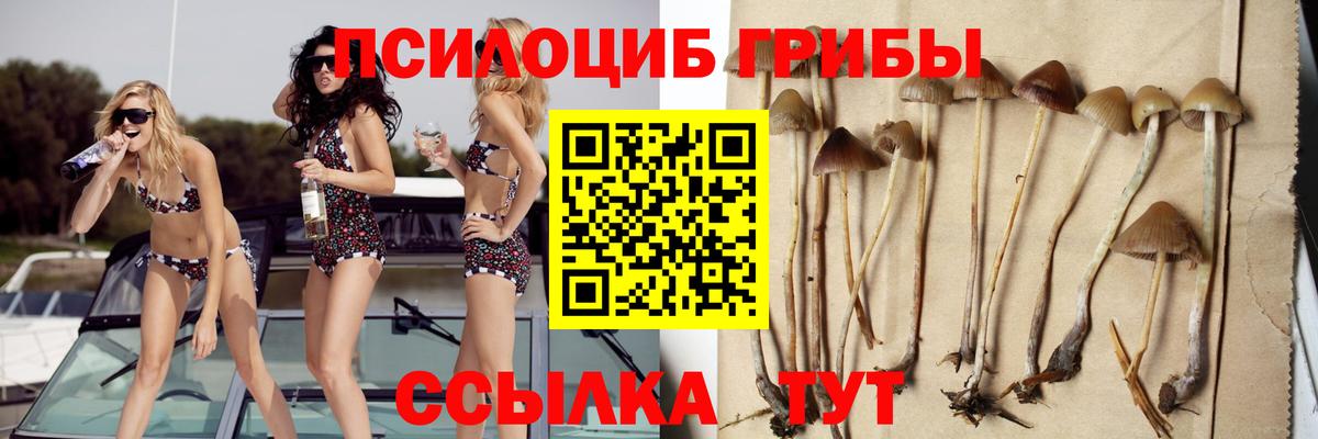 Курчатов  Псилоцибиновые грибы Magic Shrooms  Вход с VPN 